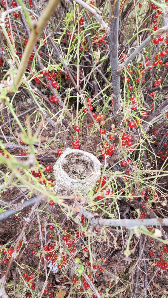Nest is about 10cm across