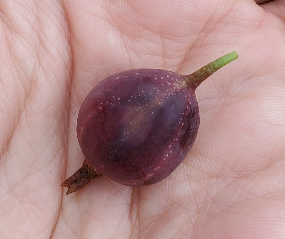 Ripe purple gooseberry 