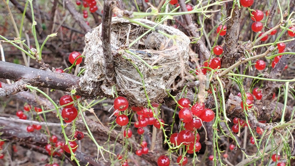 A small bird's nest in a red currant bush, berries all around it, but no leaves 