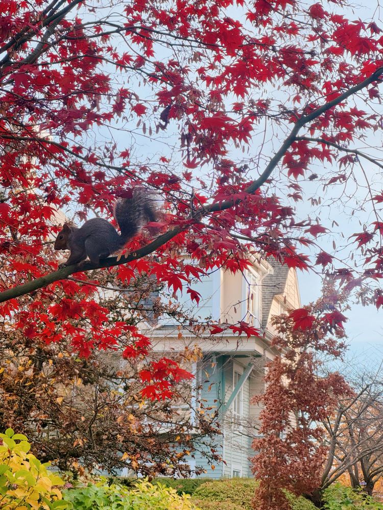 真っ赤に紅葉したもみじの木の枝に栗色のリスがいる。