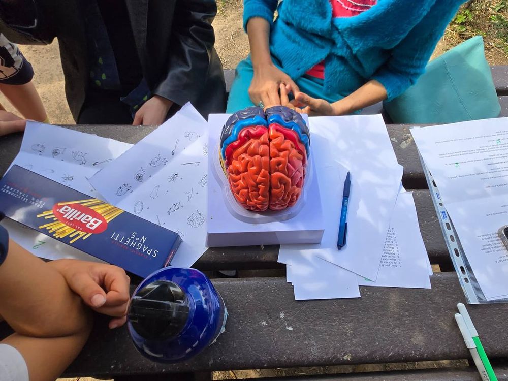 Image showing some of the objects used for the Game Festival, like a 3D model of the brain, a pack of spaghetti, and pictures of living vs. non living entities. 