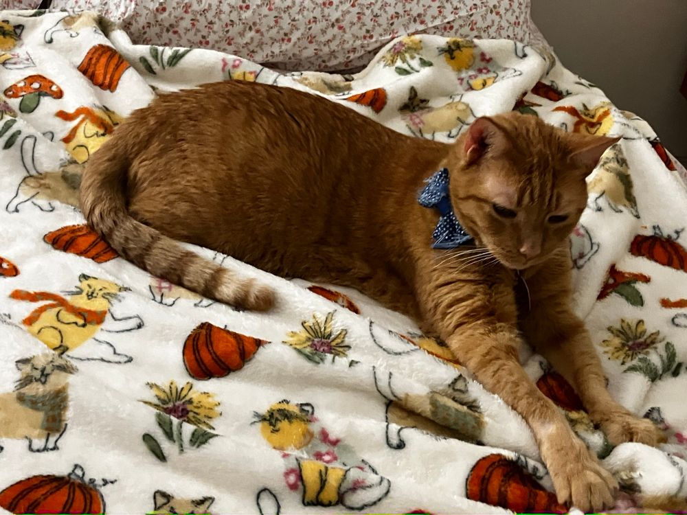 an orange cat laying in a plush blanket with a design of cats and pumpkins. He had a paw forward as if he is reaching for something.