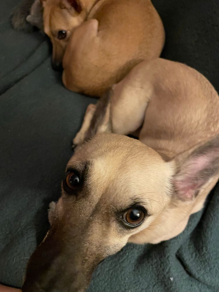 Fawn colored chiweenie with her giant ears off to the side. Sitting in a half donut with her sister in full donut form in the background 