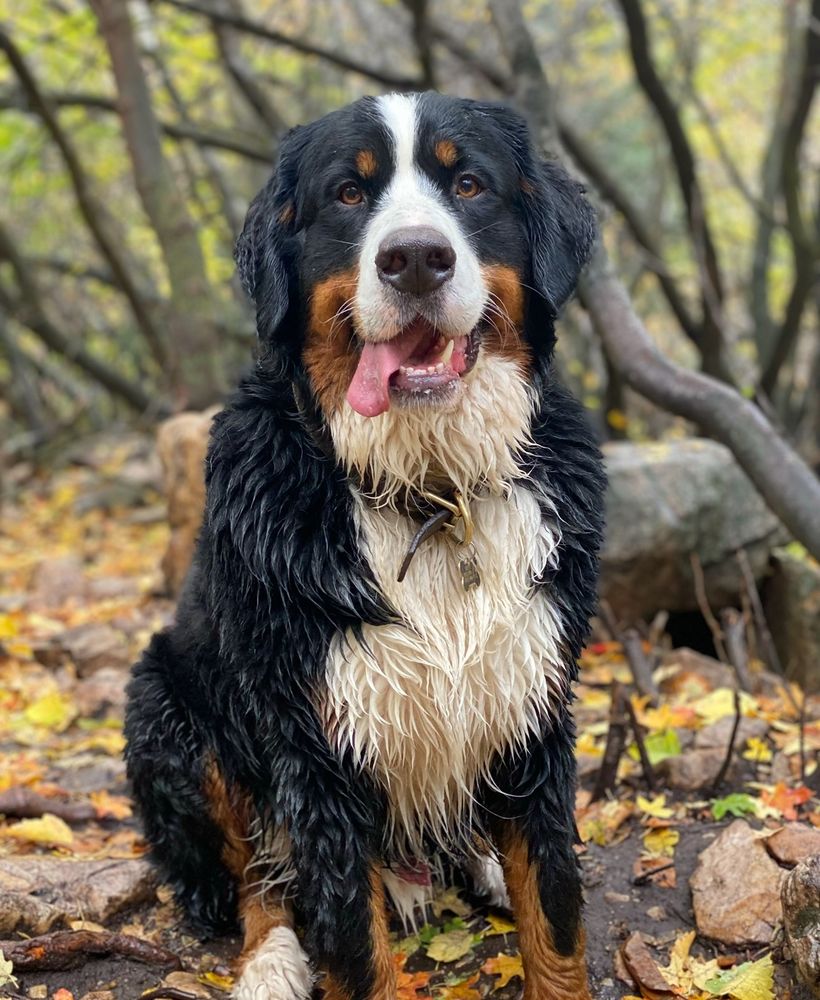 My Bernese mountain dog, Brisket
