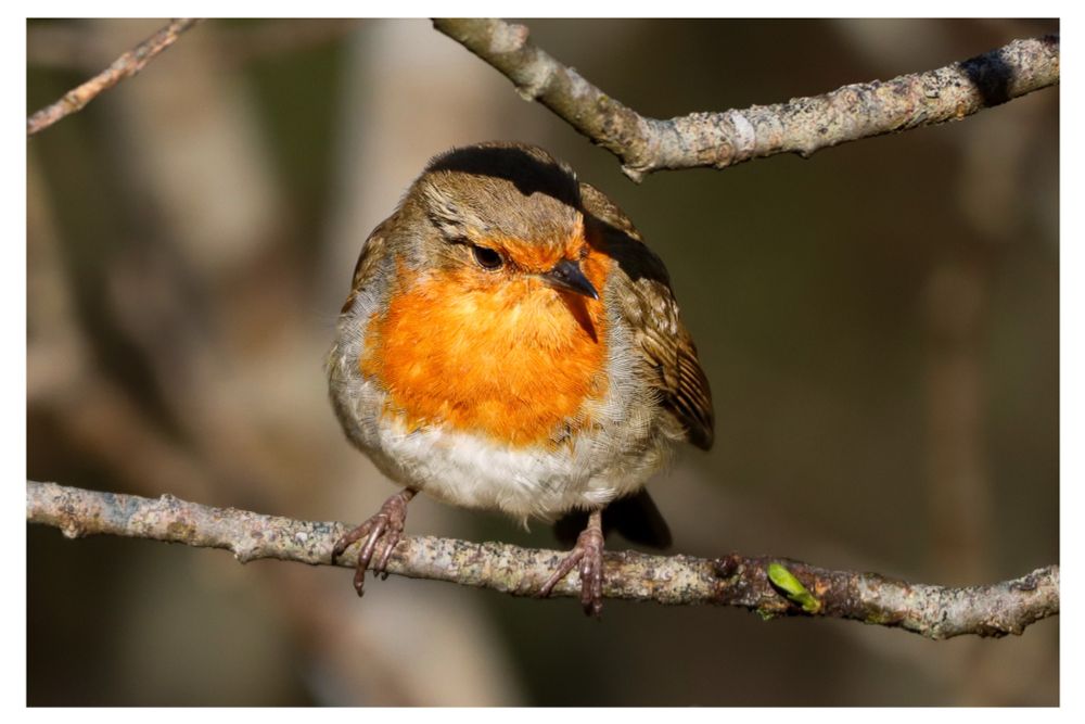 A European robin with a bright orange-red breast perches on a lichen-covered branch, facing slightly toward the camera, with soft, blurred woodland foliage in the background.
