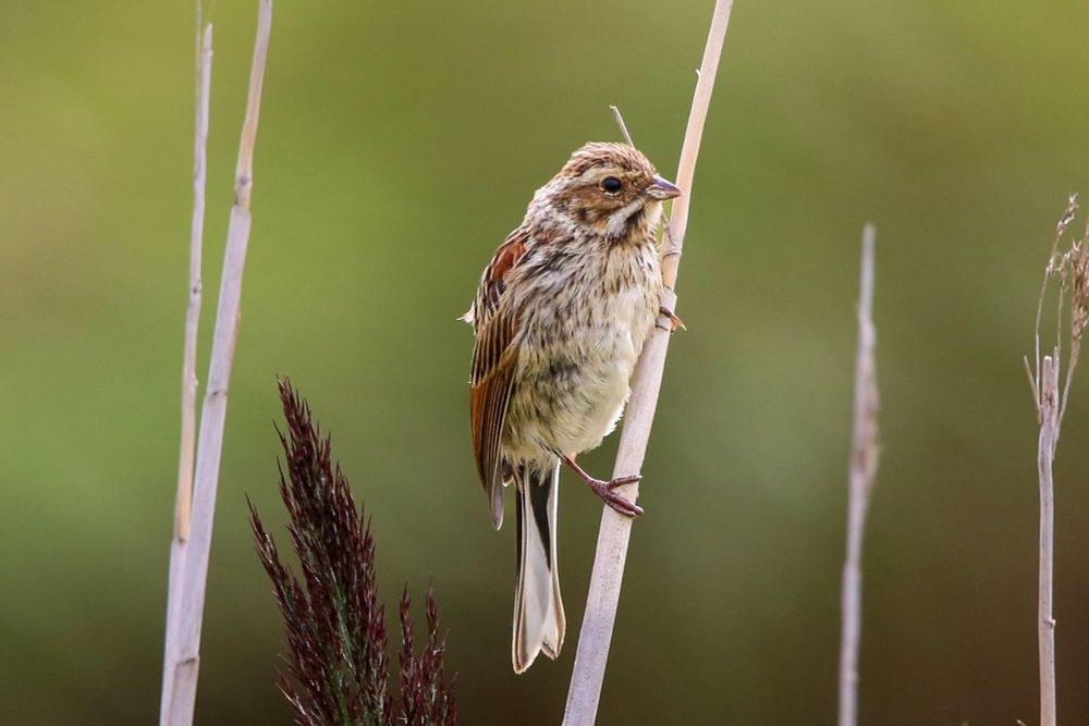 A small brown and white streaked bird is perched sideways on a thin, pale reed stem, gripping it with one foot. The bird has a fluffy, rounded body, a sharp beak, and dark eyes. Its tail is long and pointed downward. The background is a soft, out-of-focus green, giving the scene a natural, serene feel.