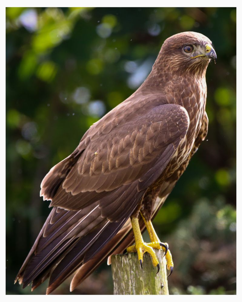 A close-up of a majestic brown buzzard perched on a wooden post, its sharp yellow talons gripping the wood. The bird’s feathers are sleek and layered, with darker wingtips and a lighter streaked chest. Its piercing eyes and hooked beak, marked with a yellow cere, give it a powerful presence. The blurred green background highlights the buzzard’s detailed plumage and alert stance.