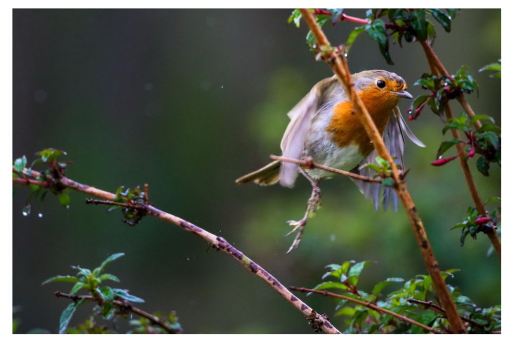 A small robin with a bright orange breast is captured mid-flight among thin, rain-speckled branches. Its wings are partly open and its legs are extended forward as it moves through the foliage. Glossy green leaves and droplets of water frame the bird, while the background falls into a soft, dark green blur.
