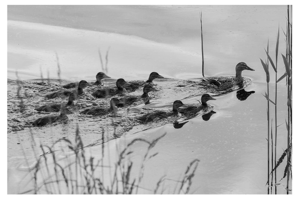A black-and-white photo of a duck leading a large group of ducklings across calm water. The youngsters cluster closely behind the adult, creating ripples that fan outward across the surface. Tall reeds and blurred grasses frame the scene in the foreground and to the right, adding a sense of depth and a gentle, natural atmosphere.