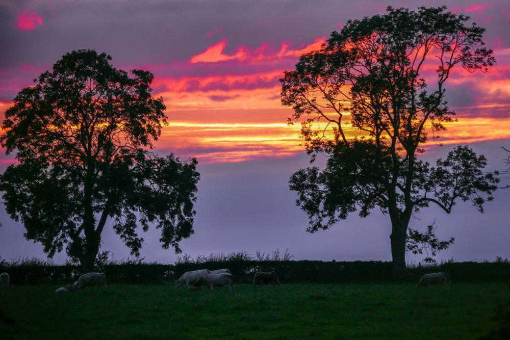 A rural setting sunset, sheep graze in foreground. Two large trees are silhouetted mid ground and a red sky fills the background. 