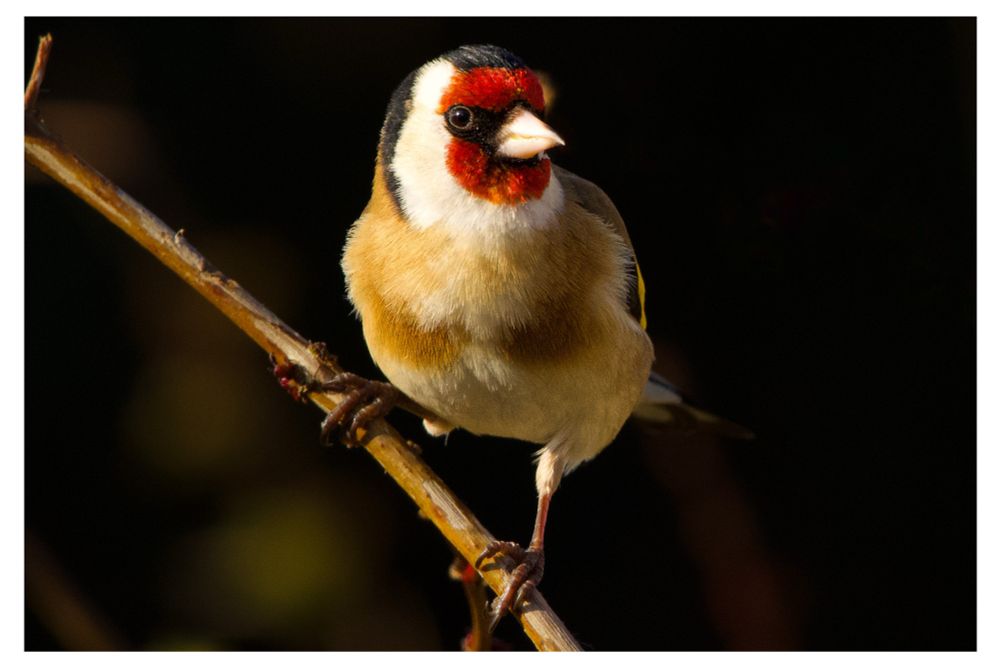 A European goldfinch with a bright red face, black-and-white head, and warm brown body perches on a thin twig against a dark, softly blurred background.