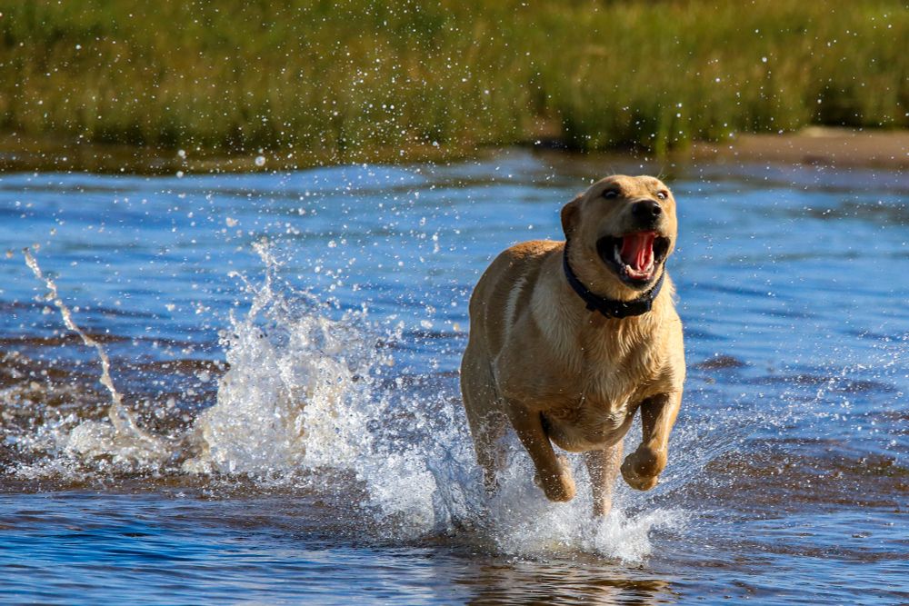 A joyful yellow Labrador retriever splashes energetically through shallow water, caught mid-stride with its mouth open and tongue out in excitement. Water droplets spray into the air around the dog, emphasizing its motion and playfulness. The background shows grassy wetlands under bright daylight, capturing a lively moment of canine happiness.