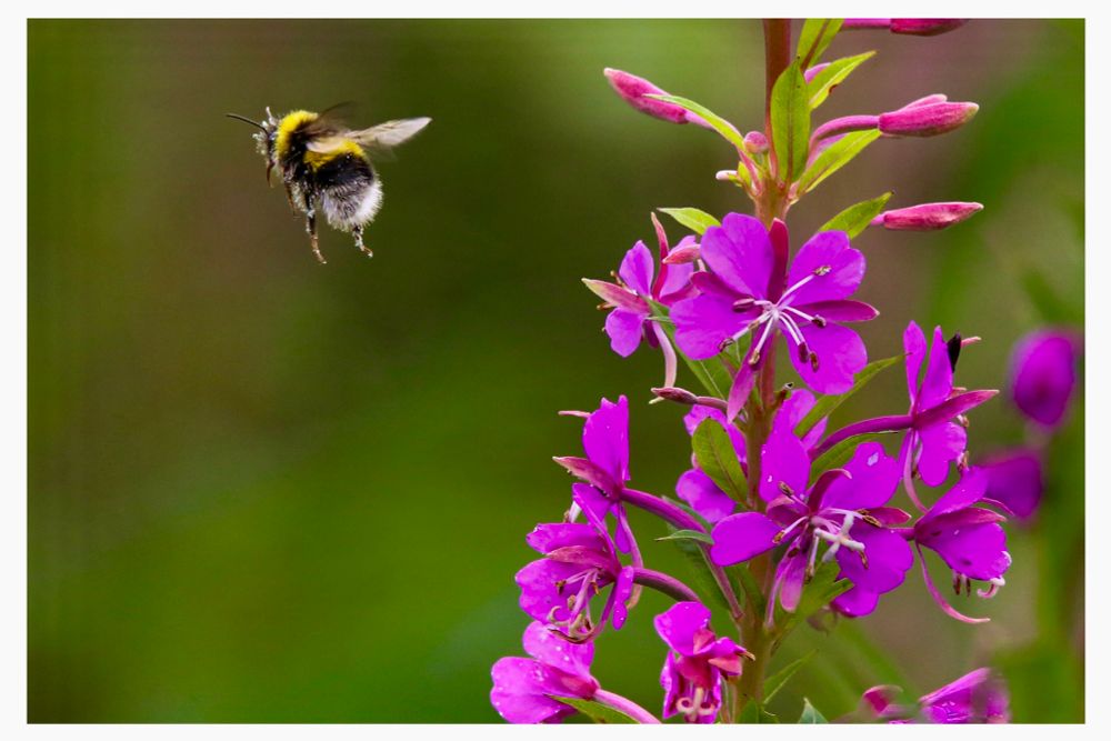 A bumblebee flies to the left of a pink Willowherb flower. Green blurred foliage background. 