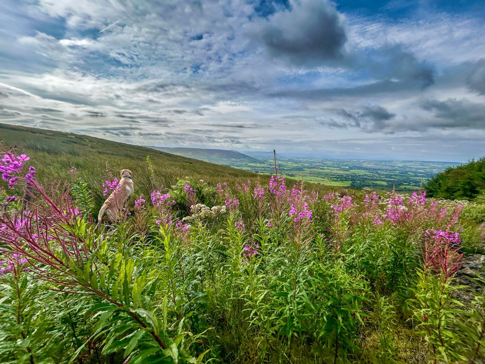 Dog standing among tall pink wildflowers on a hillside, gazing out over a vast green valley under a dramatic, partly cloudy sky.