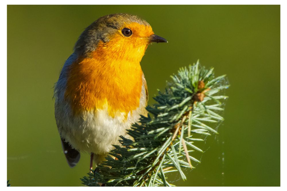 A close-up photograph of a European robin perched on the tip of a pine branch. The bird’s bright orange-red breast and face glow warmly in sunlight, contrasting with its soft grey and white feathers. The pine needles beside it are dusted with fine strands of a spider web, and the background is a smooth, blurred green, emphasizing the robin’s vivid colors and delicate detail.