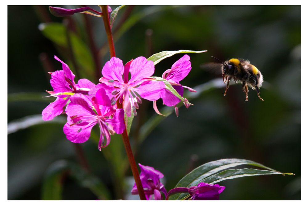 A close-up image of a bumblebee in mid-flight approaching a cluster of bright pink Willowherb wildflowers, with green foliage blurred in the background.