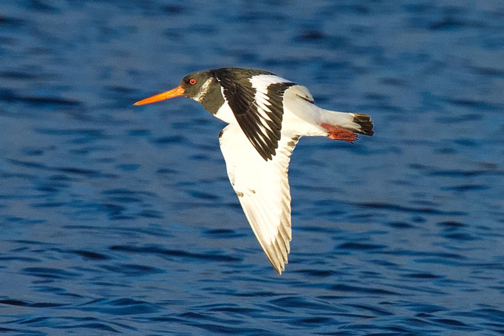 An Oystercatcher flying over dark blue water. Black and white feathers with an orange beak. 