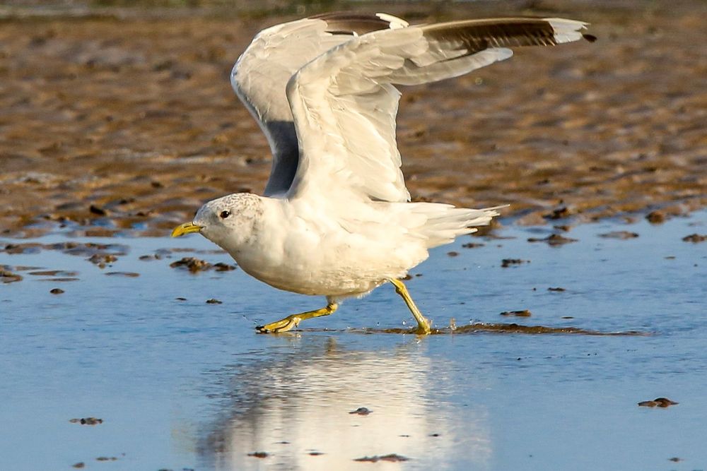 A Common Gull walking quickly in shallow water. Wings outstretched. 
