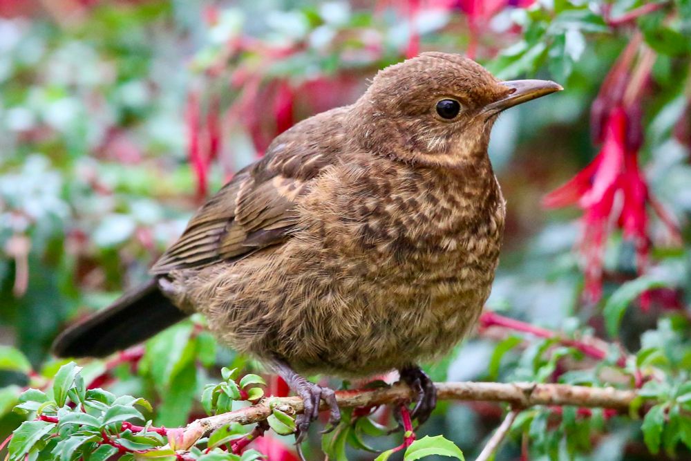 A juvenile blackbird perches on a branch surrounded by green foliage and red tubular flowers. The bird has mottled brown plumage with speckled markings on its chest and a slightly downy appearance, indicating its young age. Its beak is slender and slightly curved, and it gazes alertly to the right.