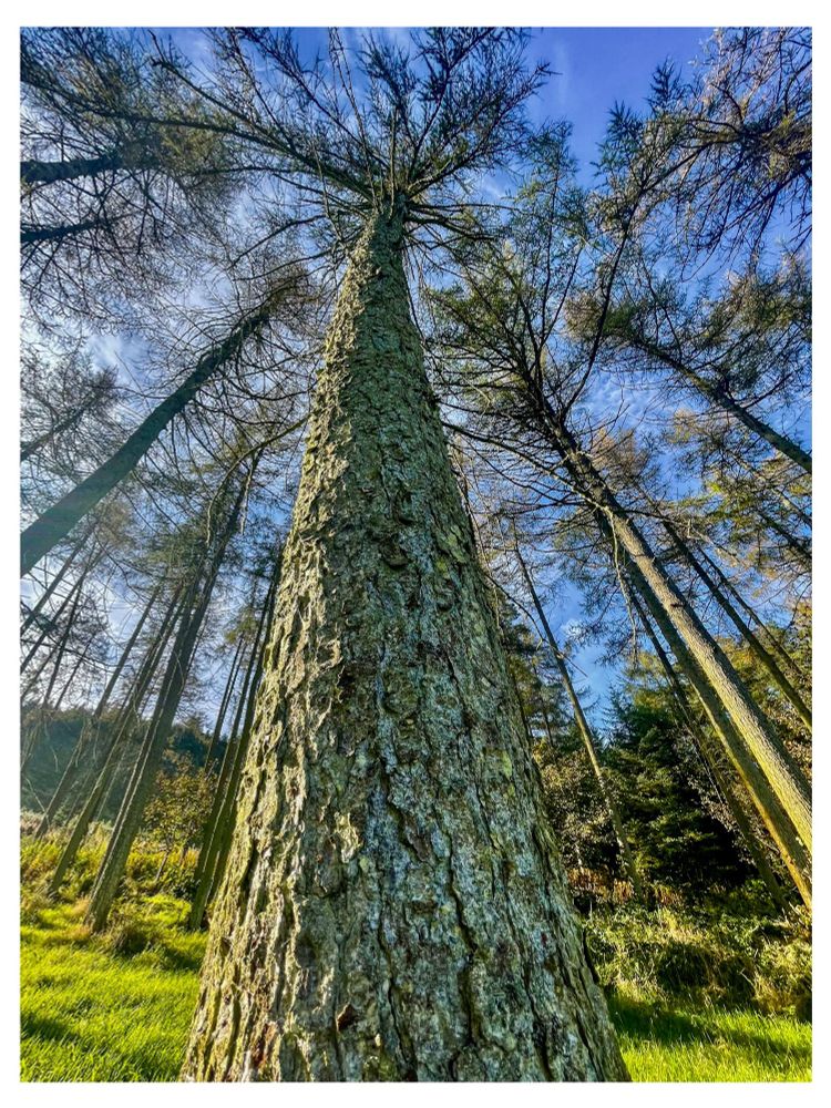 Low-angle view of a tall tree with textured bark, surrounded by slender trees in a forest, under a bright blue sky with scattered clouds.