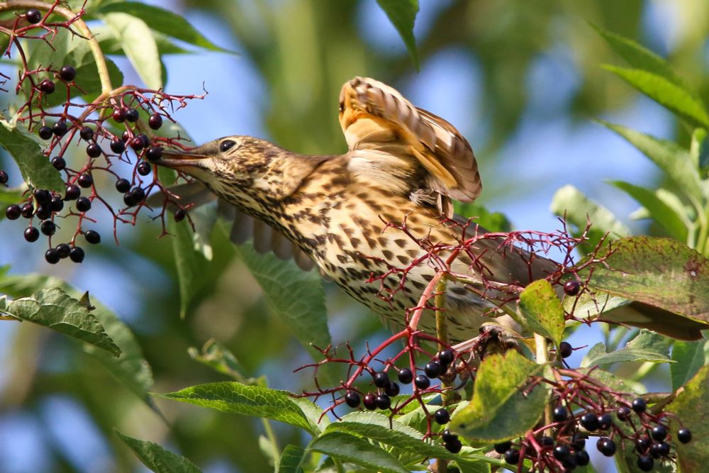 A speckled song thrush stretches forward to pluck a ripe dark berry from a cluster of elderberries, surrounded by green leaves and red stems, against a blurred background of blue sky and foliage.