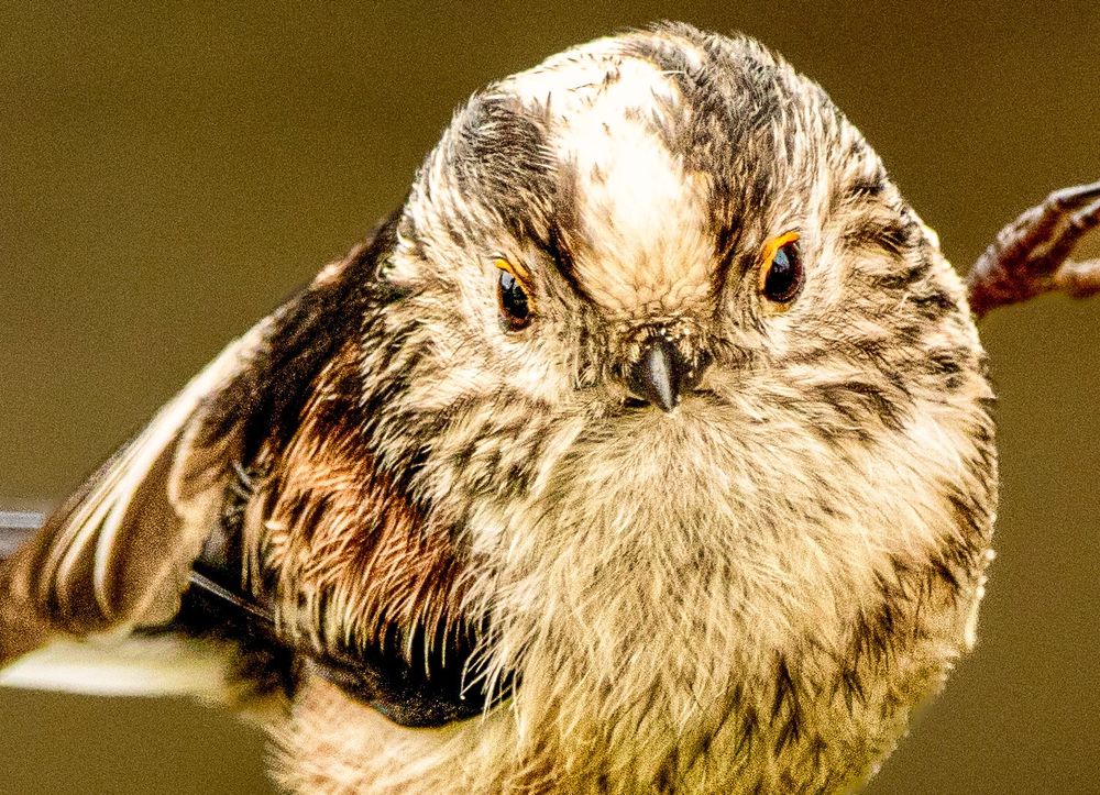 A close-up image of a small bird, a long-tailed tit, showing a fluffy, round face with detailed feathers. The bird has a pale white forehead and dark eyes set in a slightly stern expression, with streaked brown and grey plumage. Its sharp black beak is centered in the frame, and the background is a plain, soft brown, creating a strong contrast that highlights the bird’s intense gaze.