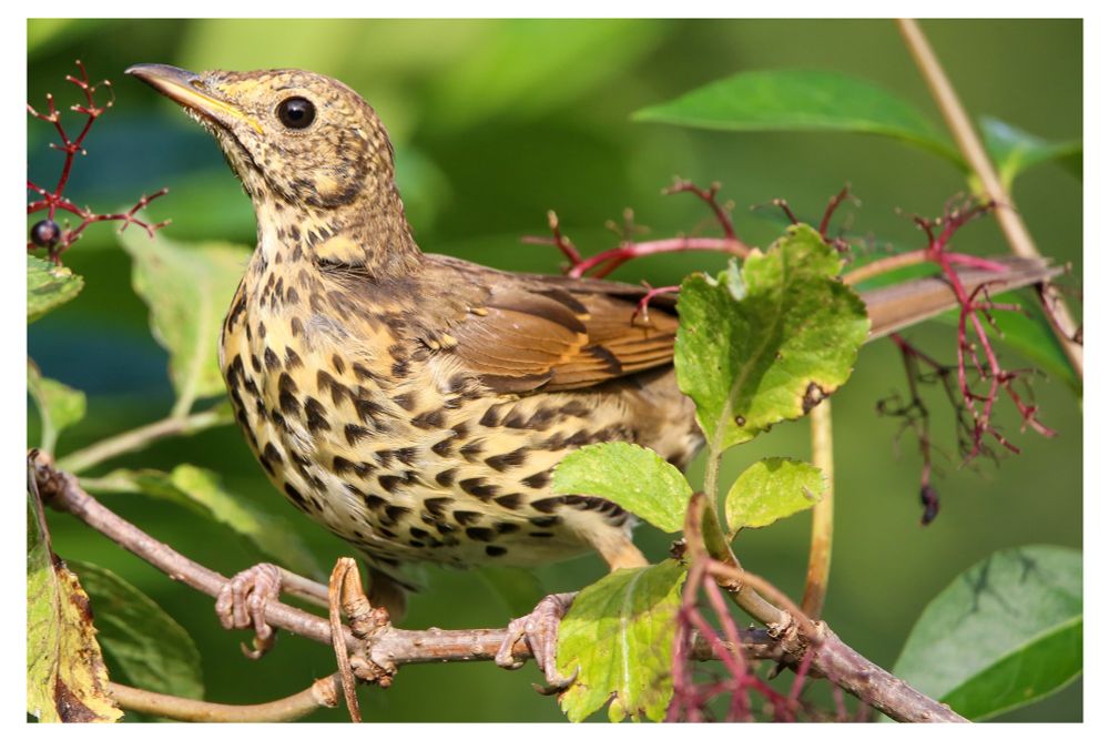 A close-up of a song thrush perched on a branch among green leaves and reddish twigs. The bird has a warm brown back, light underparts heavily speckled with dark spots, and a slightly raised head with a sharp beak, looking alert against a soft green background.