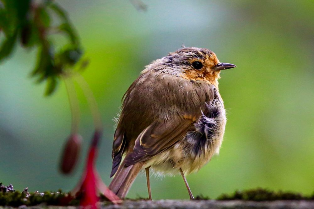 Close-up of a small Robin, fluffed-up with brown feathers and an orange face, perched on a mossy surface against a blurred green background.