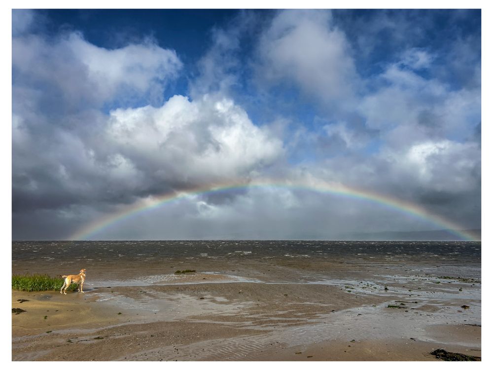A sandy, windswept beach under a stormy sky, with a vibrant rainbow arcing low across the horizon; a Labrador dog stands on the left near green dune grass, looking out toward the choppy sea and rainbow. 