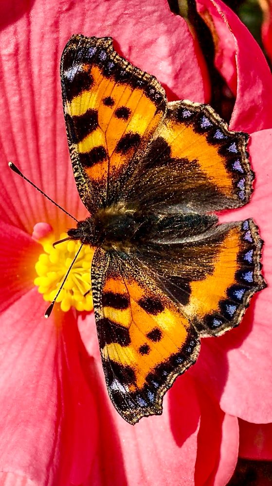 A brightly coloured Tortoiseshell butterfly with vivid orange wings featuring black spots and a scalloped black border dotted with iridescent blue markings rests on a vibrant pink flower. The flower has a yellow center and overlapping petals, providing a striking contrast to the butterfly’s bold colors.