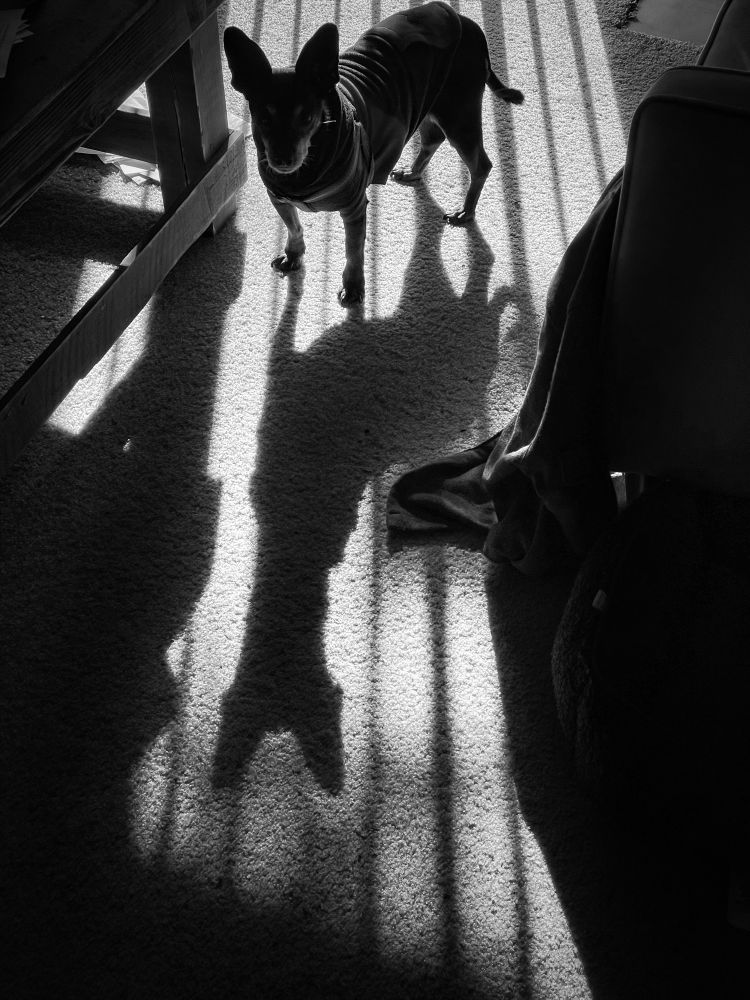 Black and white photo of Boyd, my dog. 
