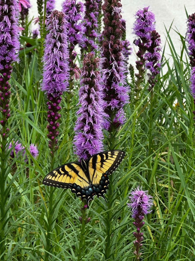 A yellow butterfly sitting on a purple dense blazing star flower