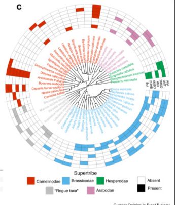 Distribution of key glucosinolates with known causal enzymes across the Brassicaceae. Shows rampant presence absence variation that doesn't track phylogeny closely. Suggests lots of independent events.