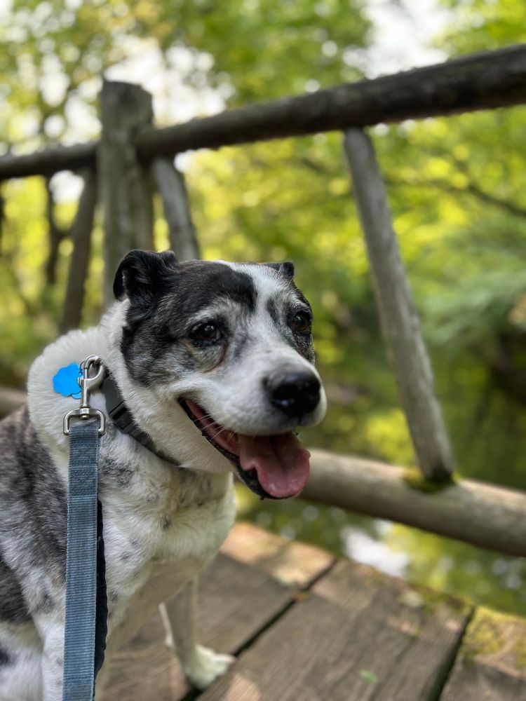 A black and white dog smiling on a foot bridge. Green trees are in the background