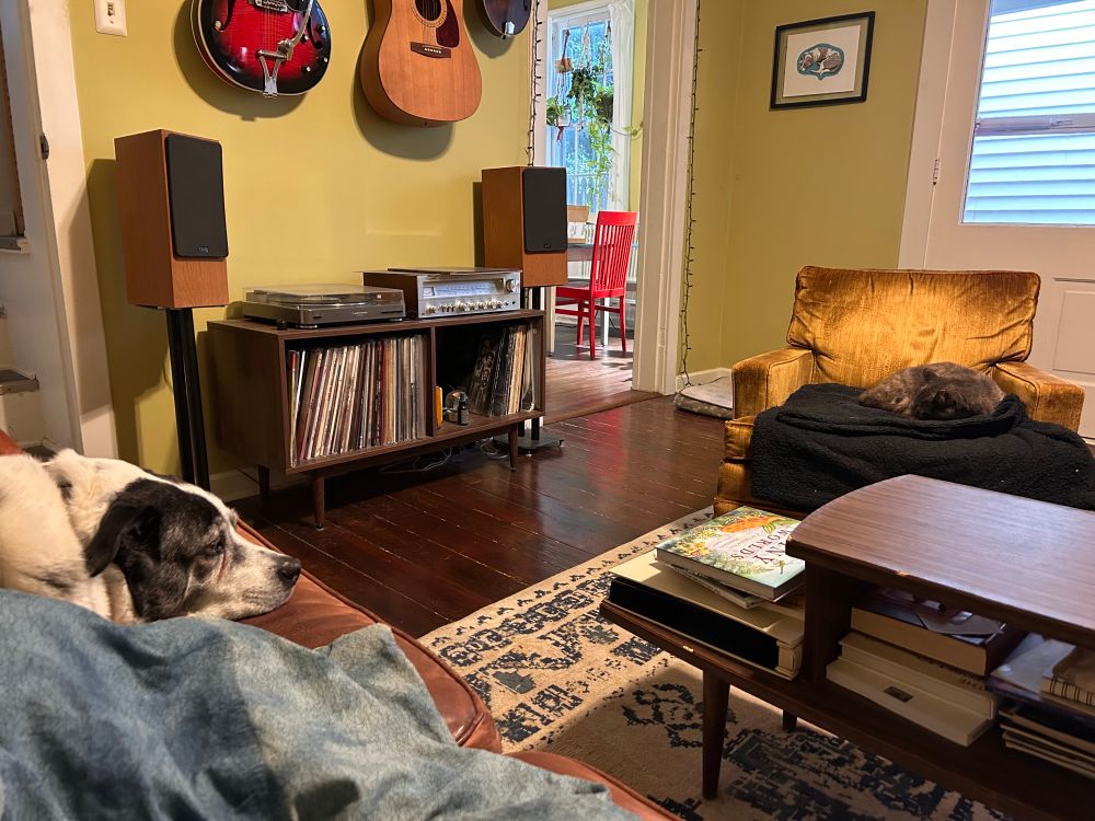 A living room with black and white dog on a couch and a gray cat curled up on a chair