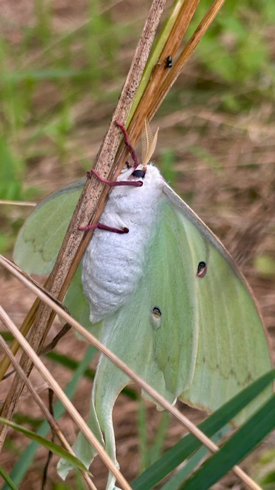 Three quarter profile of the underside of the Luna moth with its white fluffy body is against a dead piece of grass and reddish legs wrapped around it. The eyes on the fore wing and hind wing of one side are visible. Brown feather-like antennae are sticking up.