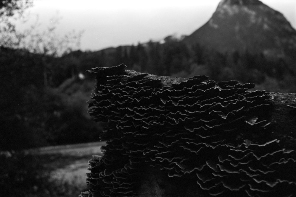 Wood log with a ton of mushrooms growing on it