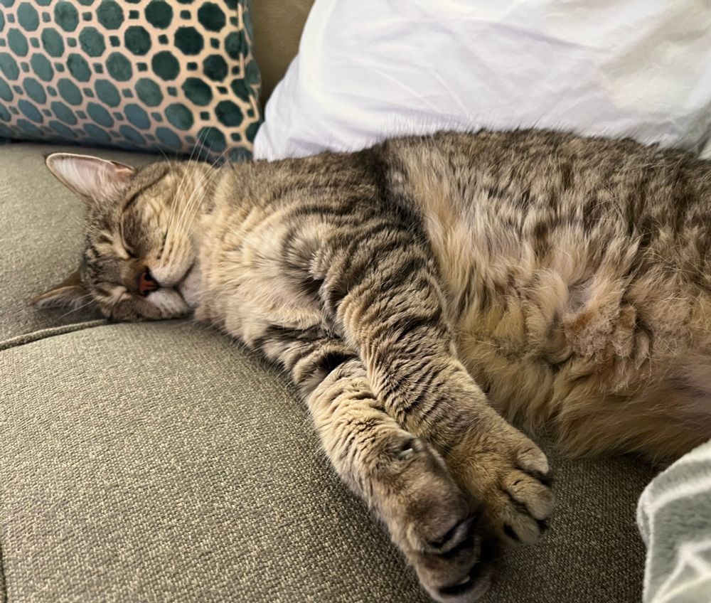 My gray tabby cat Miles very asleep on the couch