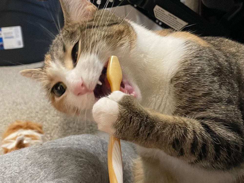 Daisy is doing a little better. She has her mouth open and holds the toothbrush against her teeth, but she completely forgot to add any toothpaste. 