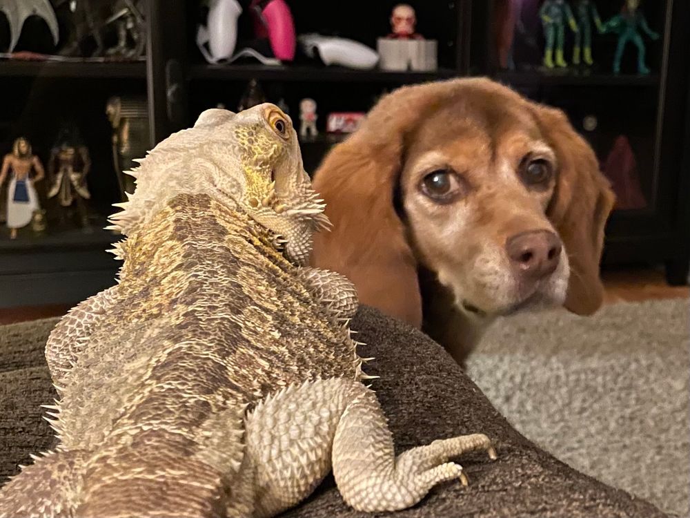 Eli the bearded dragon and my doggy Layla looking at me expecting their share. 