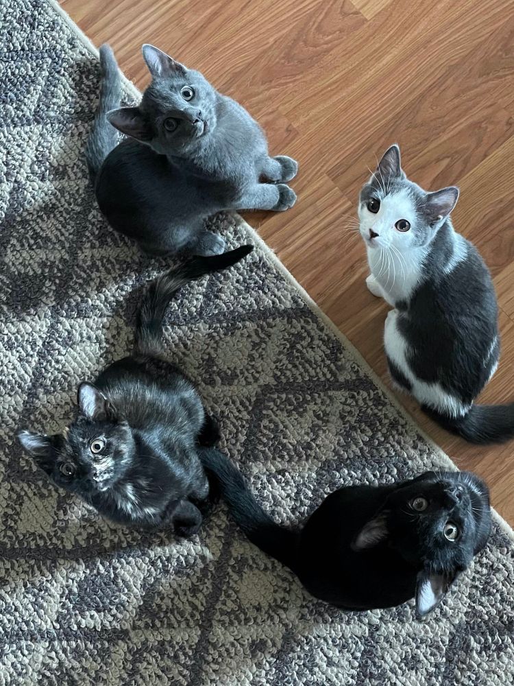 My babies. Beautiful kittens sitting in a circle and looking up at the camera. 