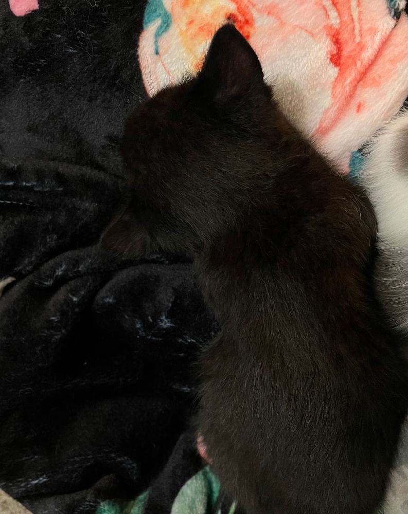 There should be a kitten in this photo, but he is so well concealed no one will find him until it’s too late.
