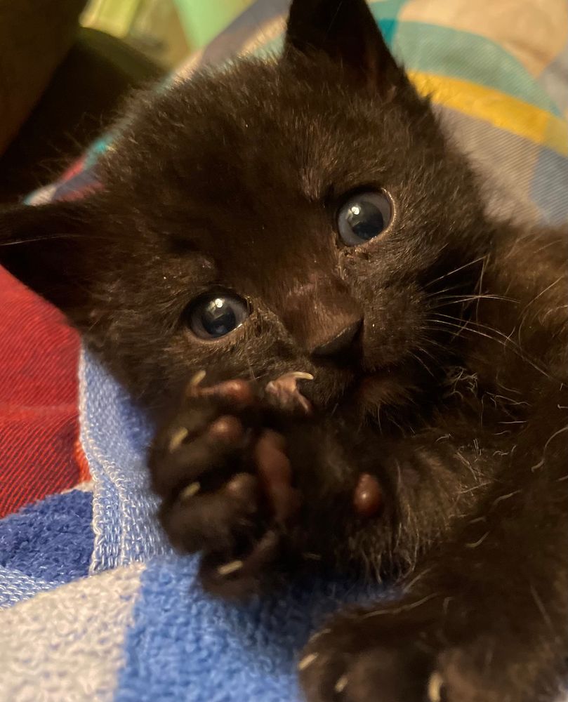 Black kitten effortlessly adorable. Dammit. I’m going to have 8 cats aren’t I?