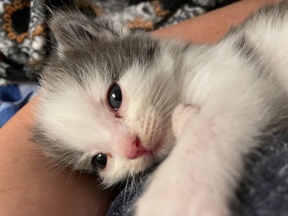 Grey and white kitten knows she’s beautiful. I love her, she has to stay. My four adult cats won’t mind. 