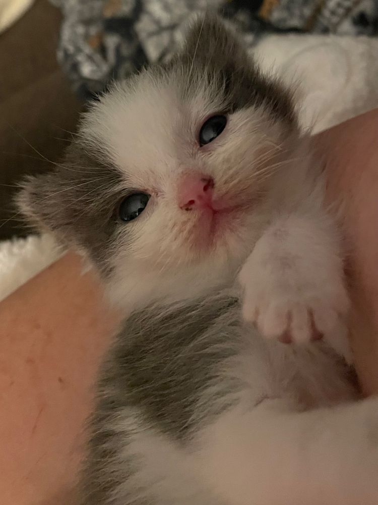 Adorable tiny vampire. I don’t mind dying to something this cute. 