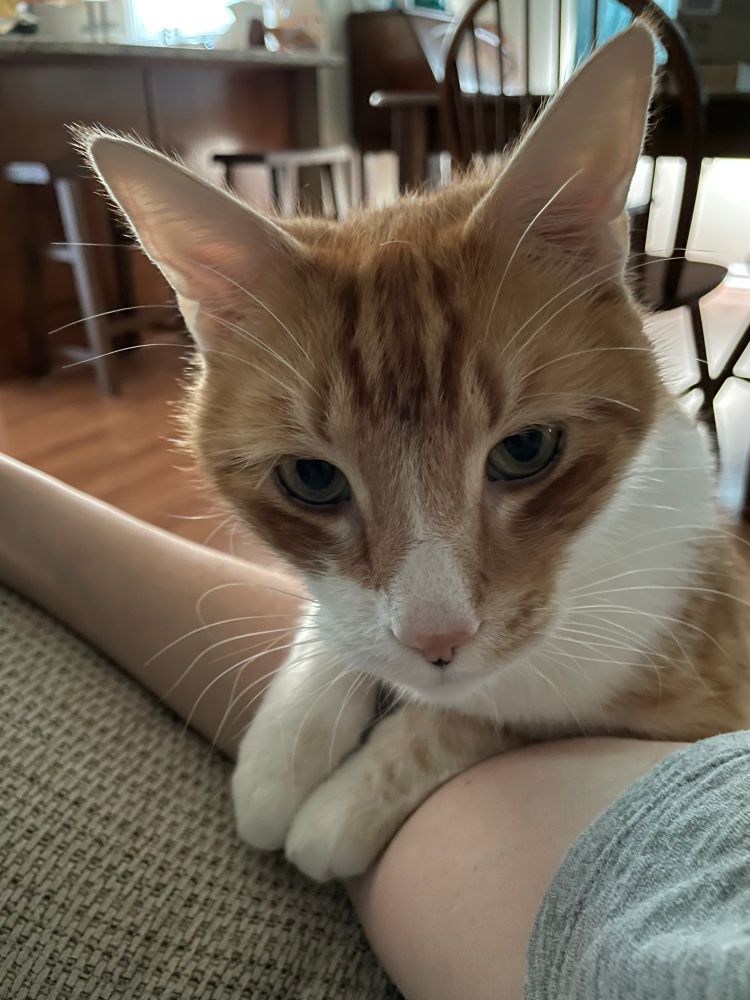 My cat, Solo, stands up with his front paws on my arm looking like he has something important to tell me.