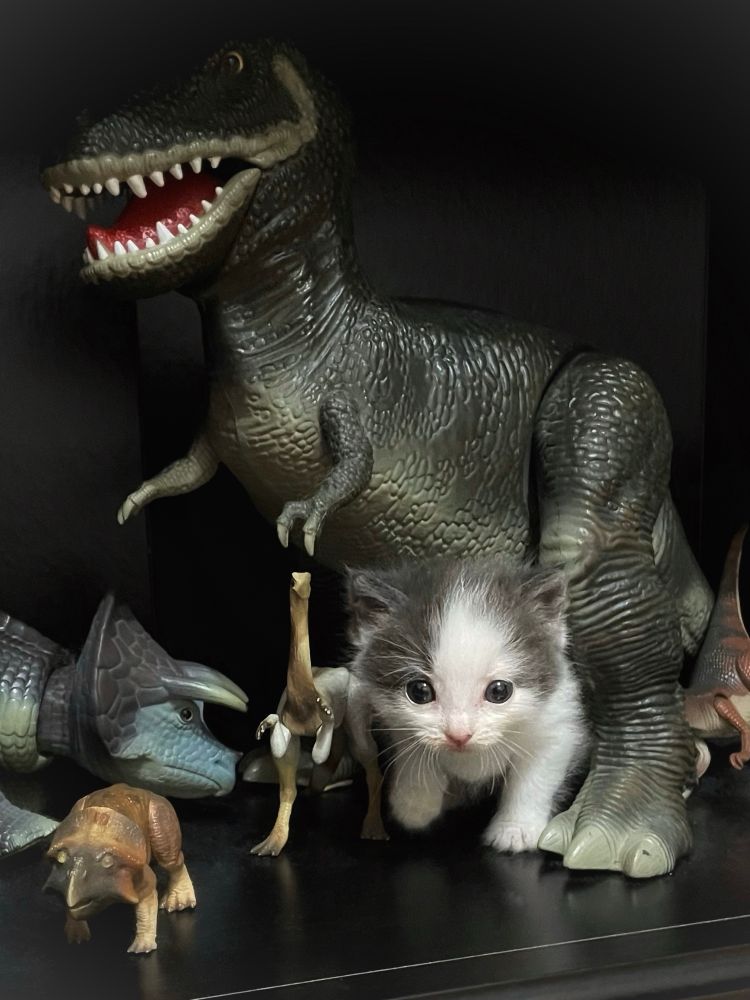 My shelf of dinosaurs and a kitten called Possum. All of them looking fierce or almost fierce. Fiercely adorable?