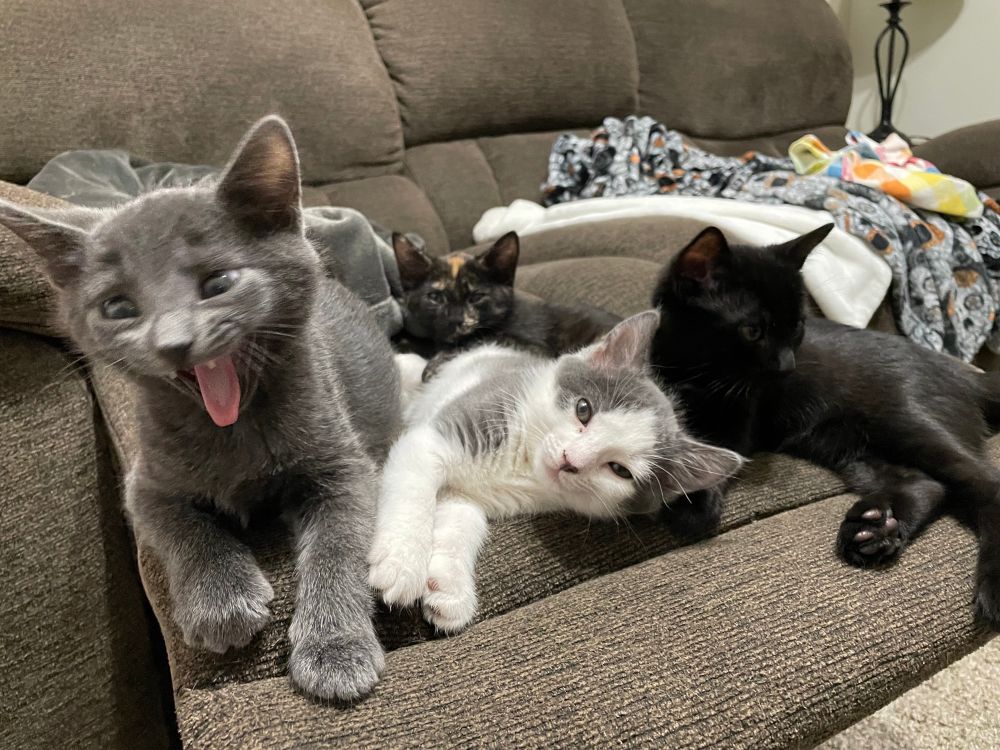 Four kittens relaxing together on a couch.