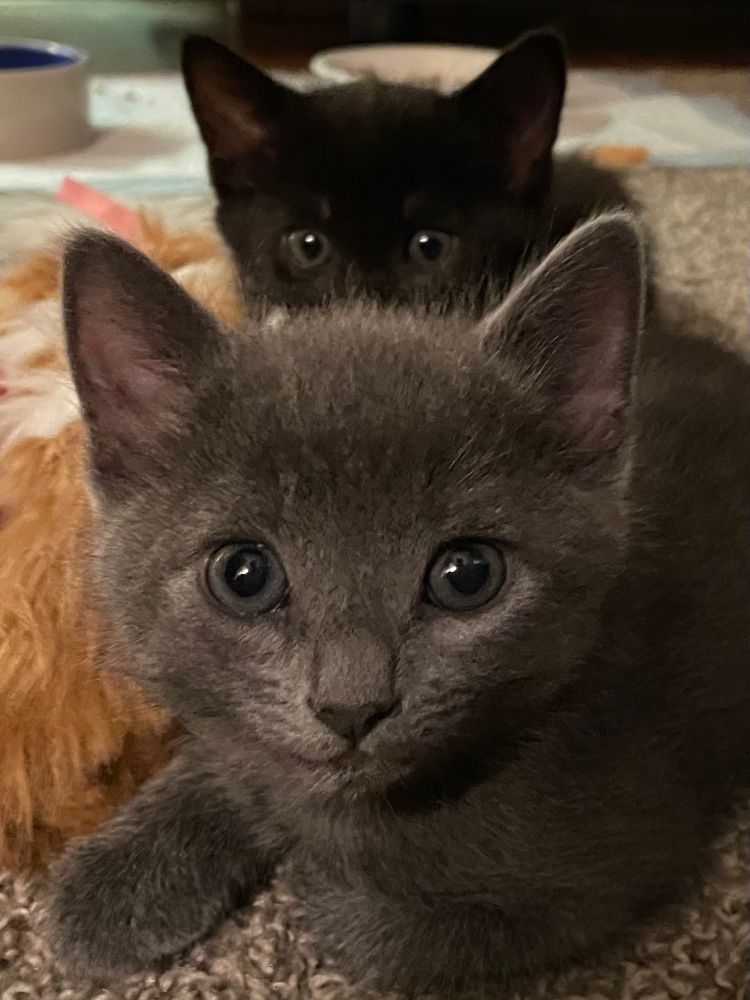 Kittens, Spicy Bruce Wayne and Clover, sitting pretty.