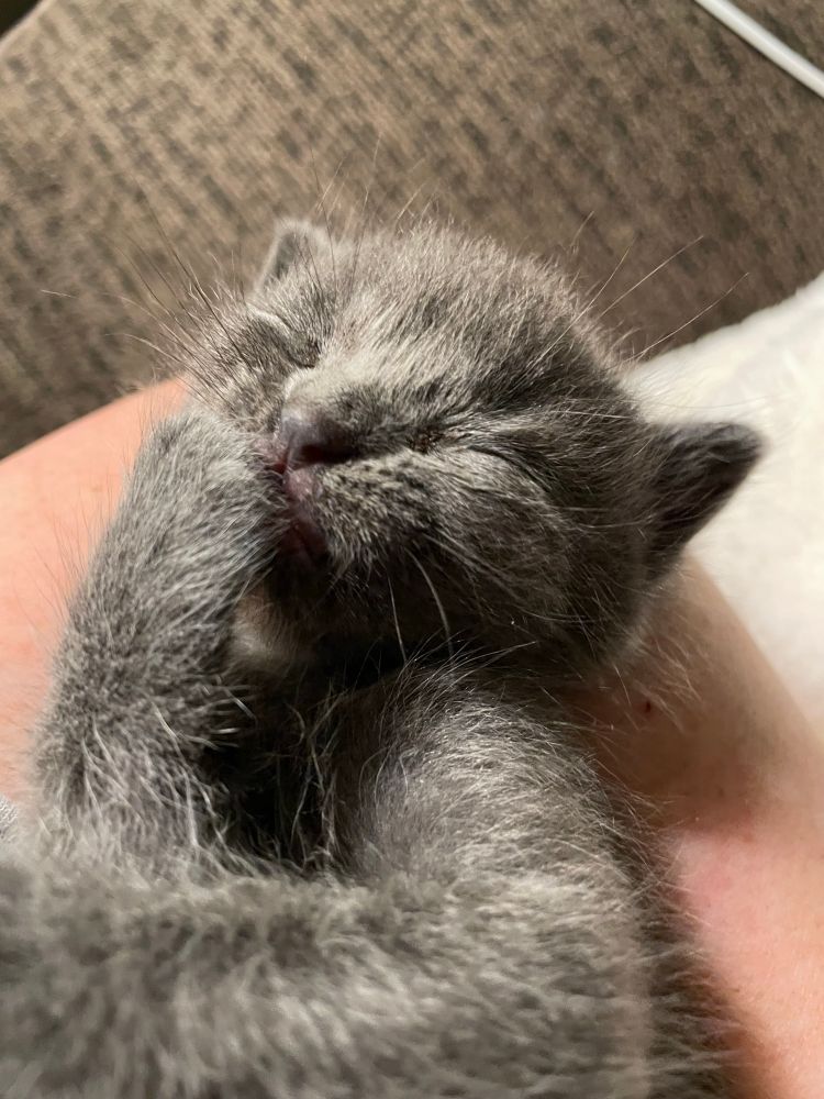 Grey kitten being irresistible. Well shit, seven cats isn’t crazy is it?